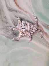 Spider conch shell for sale  Livingston