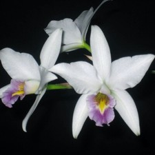 Laelia anceps veitchiana for sale  Canton