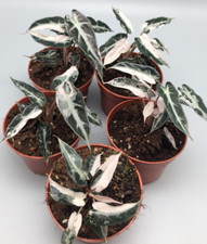 Alocasia bambino pink gebraucht kaufen Alocasia bambino pink gebraucht kaufen  Wuppertal