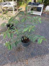 Rainbow eucalyptus tall for sale  Pompano Beach