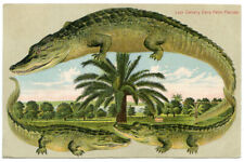 Alligator border 627 for sale  Sackets Harbor