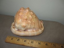 Cypraecassis rufa bullmouth for sale  Gainesville