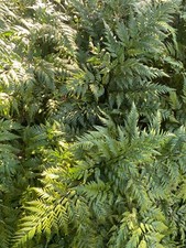 Rumohra adiantiformis leatherl for sale  San Francisco