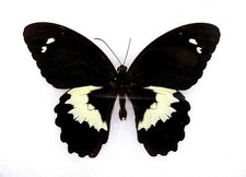 beautiful mounted butterflies for sale beautiful mounted butterflies for sale Hot Springs Village