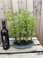 Bonsai tree large for sale  PERSHORE