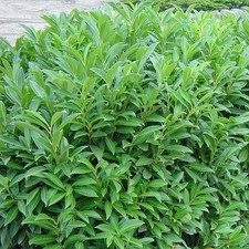Prunus laurocerasus caucasica d'occasion  Pouzauges