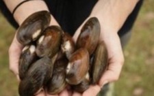 Live freshwater mussels for sale  Potsdam