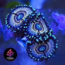 Petroglyphs head zoa for sale  STOCKPORT