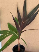 Areca vestiaria red for sale  Pepeekeo
