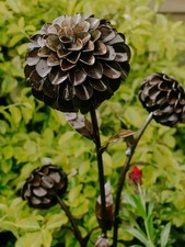Metal dahlias garden for sale  CHELTENHAM