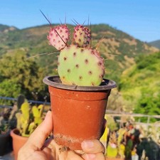 piante omaggio usato  Barcellona Pozzo di Gotto
