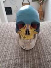 Anatomically correct human for sale  KENDAL