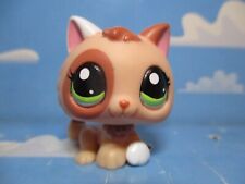 Petshop chaton 1818 d'occasion  Bailleul