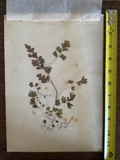 Antique herbarium dried for sale  New York