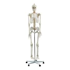 Life size skeleton for sale  SWINDON