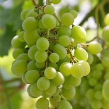 Grape superior seedless for sale  SOUTHAMPTON