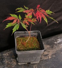 maple bonsai for sale maple bonsai for sale Rochester