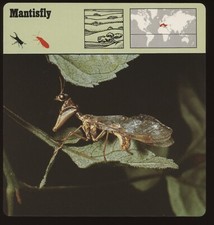 Mantisfly safari cards for sale  Waupun