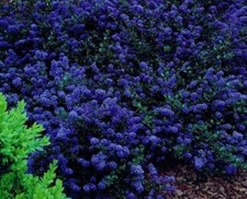 Ceanothus blue sapphire for sale Ceanothus blue sapphire for sale  LIVERPOOL