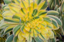 Sunburst succulent seeds for sale  Russell