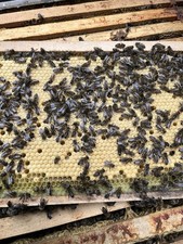 Frame nucleus colony for sale  LLANELLI
