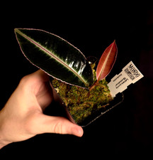Labisia pumila quicksilver for sale  ANDOVER