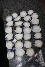 Wampum quahog shells for sale  Narragansett