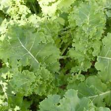 Siberian dwarf kale for sale  Deltona