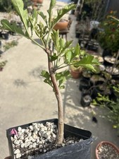 Cussonia spicata cactus for sale  Los Angeles