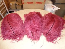 Burgundy wing ostrich for sale  CANVEY ISLAND