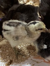 turkey hatching eggs for sale turkey hatching eggs for sale Millersburg