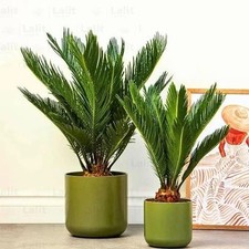 Sago palm large for sale  SOUTHAMPTON