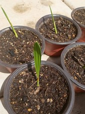 Medjool date palm for sale  Rio Rico