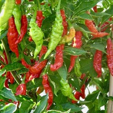 Fruity volcano habanero for sale  DAGENHAM