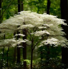 Cornus racemosa shrub for sale  Oakland Gardens