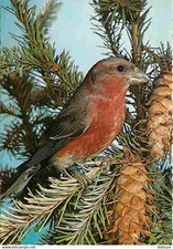 Animals birds fir d'occasion  Expédié en Belgium
