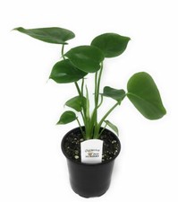 Flowerpotnursery swiss cheese for sale  Loranger