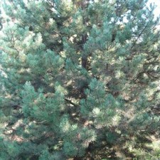 Graines pin laricio d'occasion  Sabres