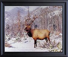 Big bull elk for sale  San Jose