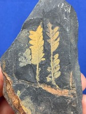 Carboniferous pflanze plant gebraucht kaufen  Saarbrücken