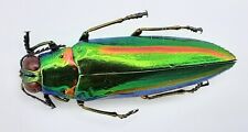 Buprestidae chrysochroa rajah gebraucht kaufen  Wadern