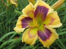 Hemerocallis kaleidoscope effe gebraucht kaufen  Burgdorf