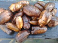 Potato mint tubers for sale  Lakeland