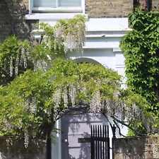 Wisteria floribunda alba for sale  SOUTHAMPTON