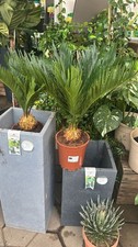 Cycas revoluta 80cm gebraucht kaufen  Nordkirchen
