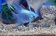 Angelfish blue clown for sale Angelfish blue clown for sale  New Smyrna Beach