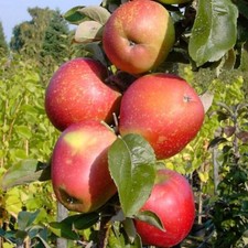 Säulenapfel berbat säulenapf gebraucht kaufen  Detmold
