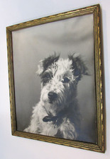 jack terrier russell for sale jack terrier russell for sale Hensel