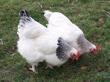 Uova fertili galline usato  Venetico