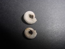 Bartonian eocene granosolarium for sale  RINGWOOD